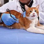 In Belgium - A Cat Has Been Found Infected With Coronavirus