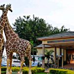 Uganda's Zoo Heavily Affected By The Pandemic, Coronavirus