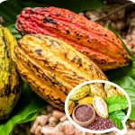 Ghana's Cocoa Producer Price Comparatively Looks Better Now!