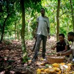 An Official Statement On The Plight Of Cocoa Farmers Out!