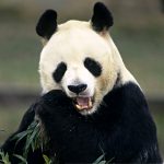 This Is How The World's Oldest Male Panda Died