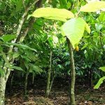 Cocoa Producer Price Goes Up. The Full Details